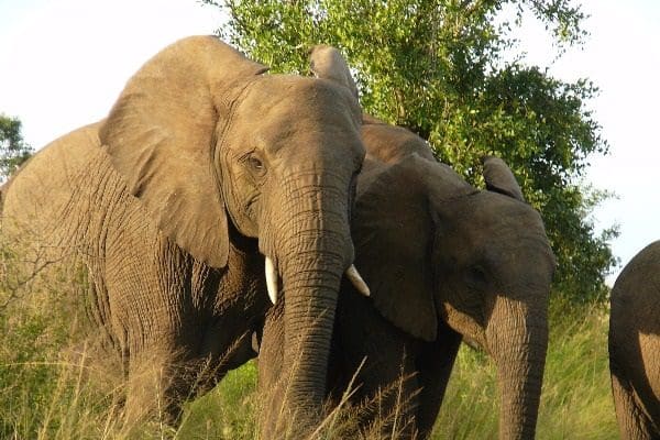 Big 5 Safari Addo Elephant National Park&Lt;Br /&Gt;

