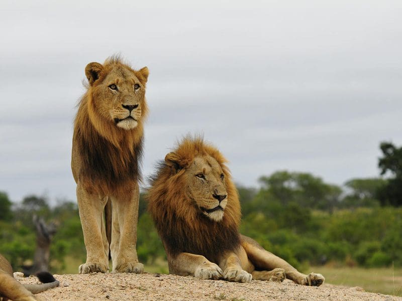 Big 5 Safari Kruger National Park