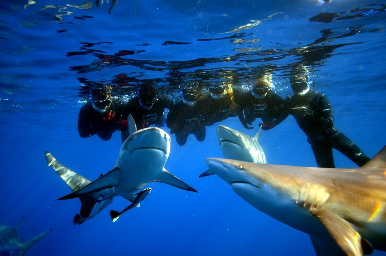 Shark Cage Diving Aliwal Shoal