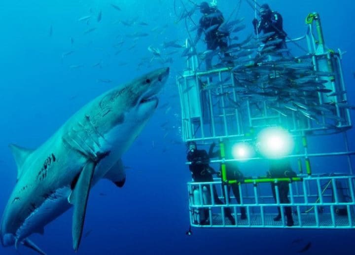 Shark Cage Diving Mossel Bay