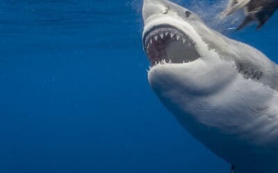 Shark Cage Diving Port Elizabeth