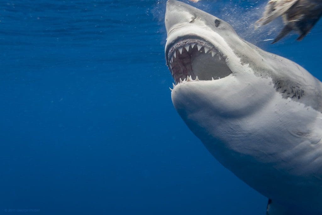 Shark Cage Diving Port Elizabeth